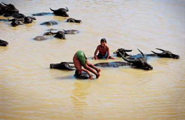 Water Buffalo in the river 